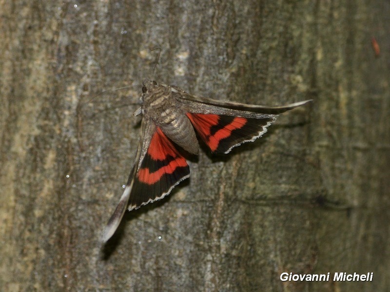 Catocala nupta